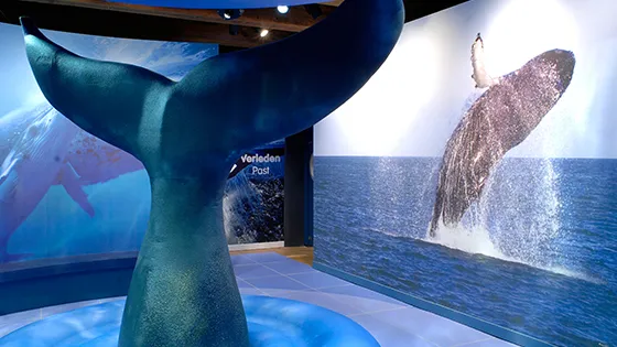 the tale of the whale