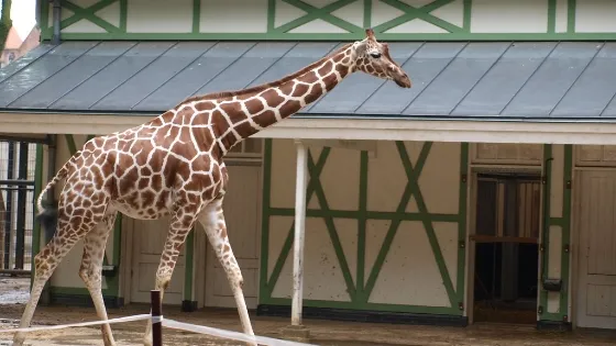 ARTIS Royal Zoo (10-minute walk)
